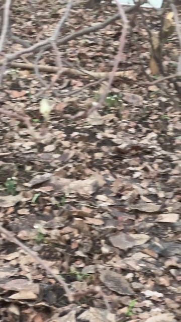 Подснежники в январе! Что думаете? смотреть онлайн