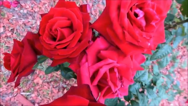 Несломленная сила... смотреть онлайн