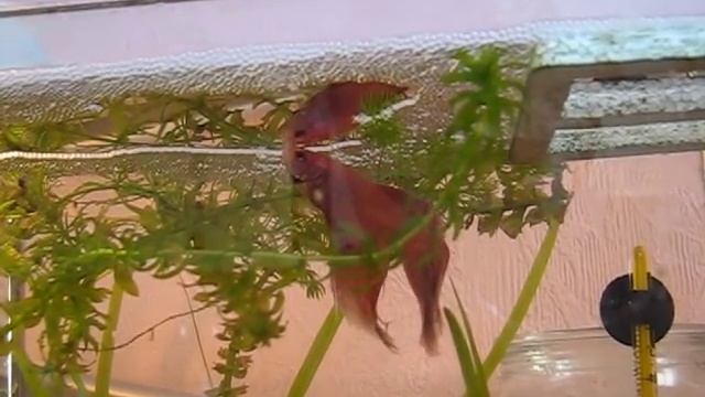 Нерест петушков смотреть онлайн