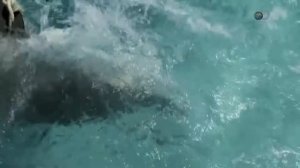 Речные монстры: УЖАС Атлантического ОКЕАНА!