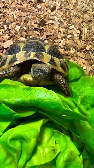 Spot The Amazing Greek Tortoises - Watch How She Fell Asleep While Eating
