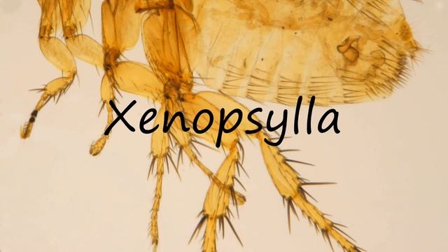 How to Pronounce Xenopsylla? смотреть онлайн