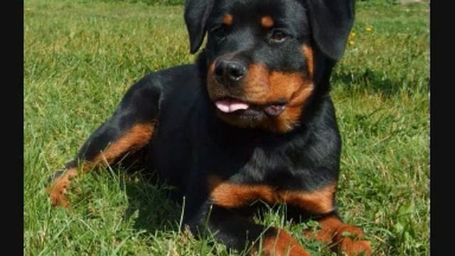 Freya Bohemia Col-Bri смотреть онлайн