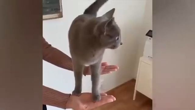смешные видео про животных 🤗😺(без озвучки) смотреть онлайн