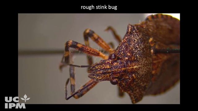 Brown Marmorated Stink Bug (BMSB): Identification and Monitoring in Almond Orchards смотреть онлайн