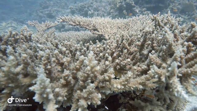 Дайвинг смотреть онлайн