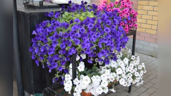 Петуния Opera Supreme Blue.