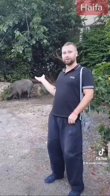 Дикий кабан в городе Хайфа, на Севере Израиля смотреть онлайн