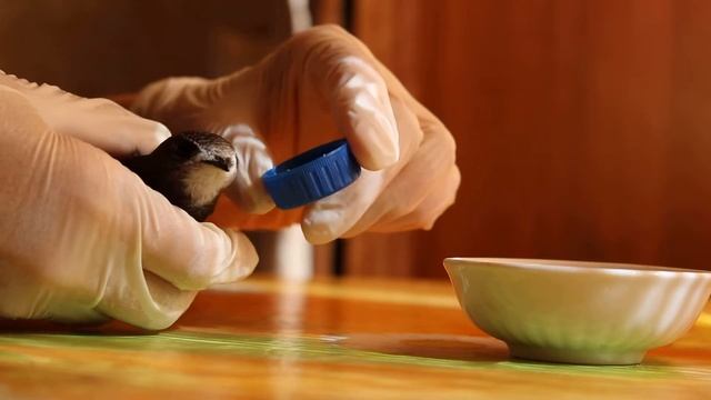 Стрижик (не) пьёт из пробки смотреть онлайн