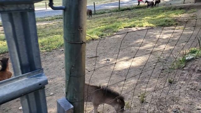 Miniature horse boys playing смотреть онлайн