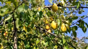 Вот это груша! Что за груша?