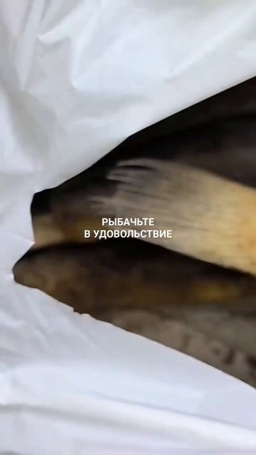 Ёрш вяленый для туристов. смотреть онлайн