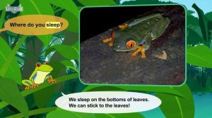 32. Meet the Animlals  Frog  Amphibians  Stories for Kindergarten