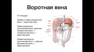 Воротная вена - анатомия сердечно-сосудистой системы (ССС)