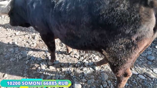 МОЛБОЗОРИ РЕГАР НАРХИ БУКА турсунзода