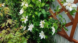 Клематис Андромеда (Andromeda)