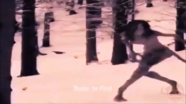 Жуткое существо снятое в лесу. смотреть онлайн