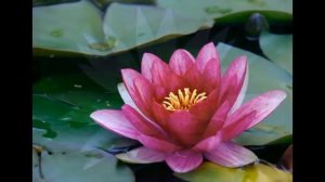 Есть в графском парке чёрный пруд, там лилии цветут