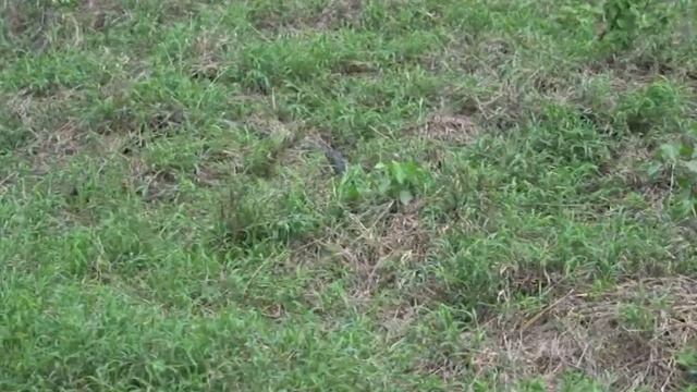 Black Mamba in the Serengeti, Tanzania смотреть онлайн