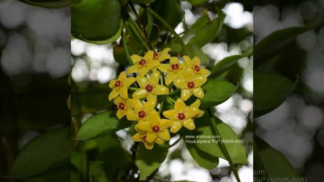 Hoya Diptera 