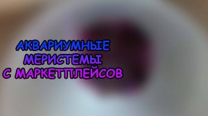 АКВАРИУМНЫЕ МЕРИСТЕМЫ С МАРКЕТПЛЕЙСОВ