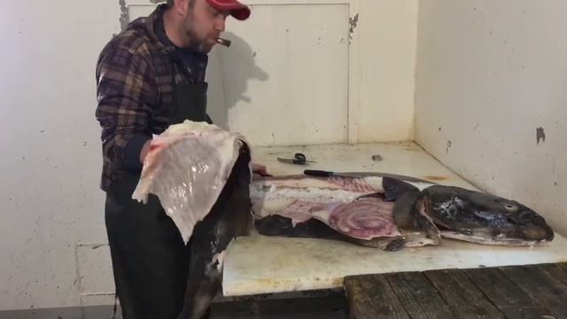 Рыба моей мечты!) смотреть онлайн