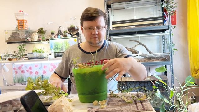 Зарезать это немедленно!!! смотреть онлайн