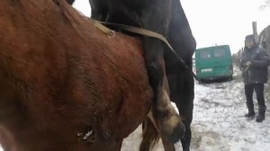 жеребец пристаёт к кобыле .