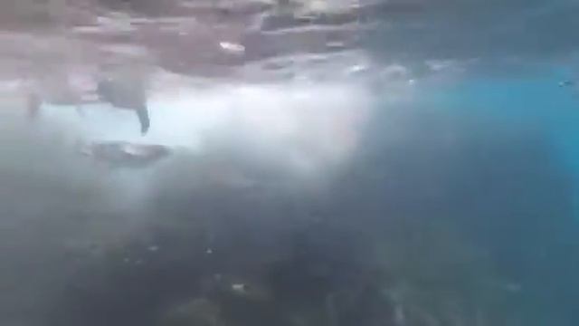 Penguins Galapagos смотреть онлайн