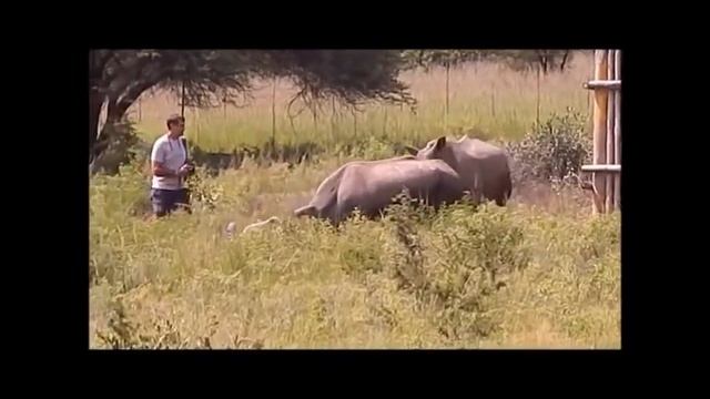 RHINO ATTACKING ANYTHING AND ANYONE PART 2 смотреть онлайн