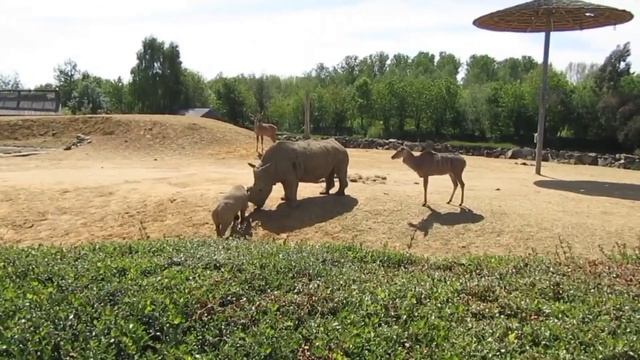 Rhinoceros Reunion With His Missing Son смотреть онлайн
