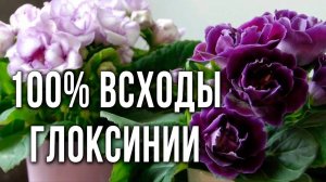 Посев глоксиний. Самый лучший способ посева глоксинии. Глоксинии из семян - легко и просто.