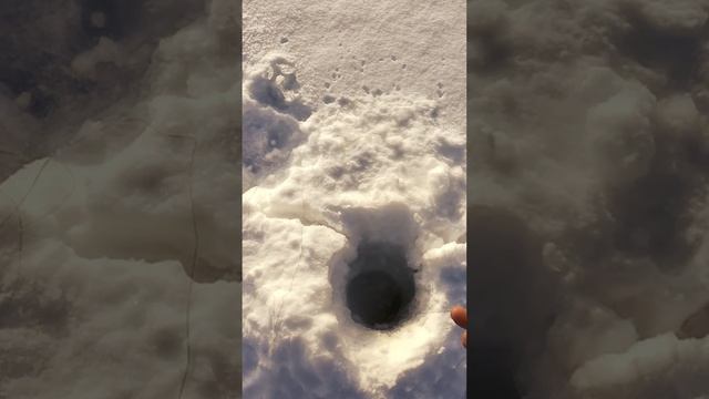 Меня трясёт от такой рыбины смотреть онлайн