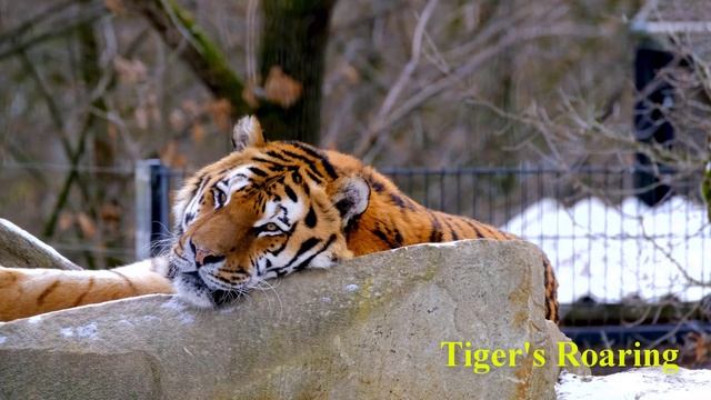 Tiger Roaring - Best tiger roar ever смотреть онлайн