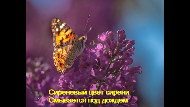 Сиреневый цвет сирени