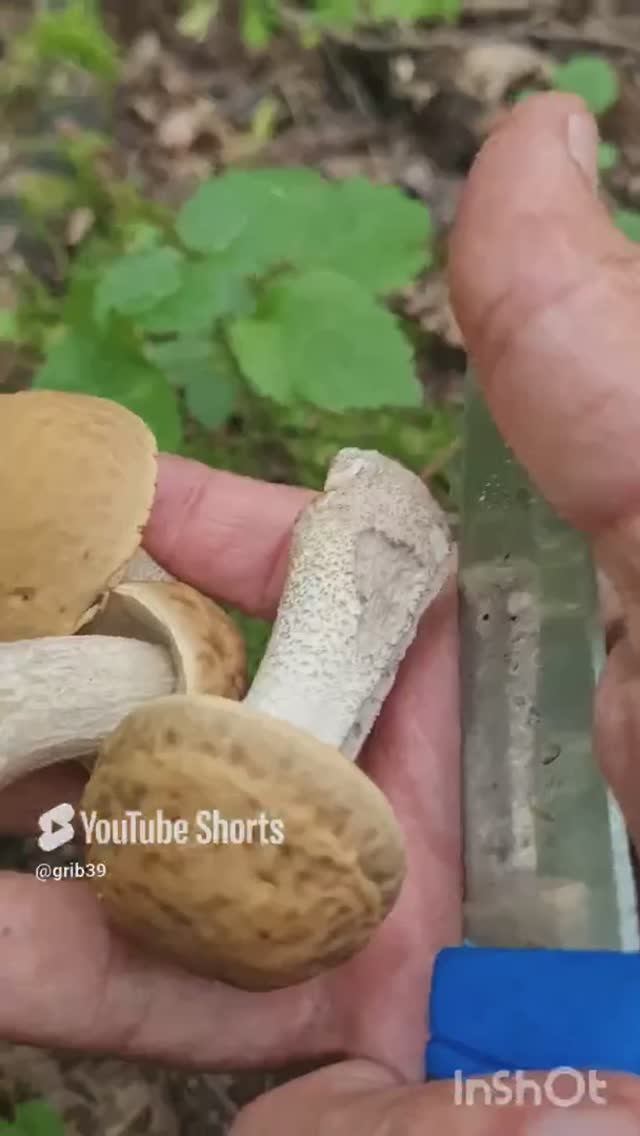Вопрос грибникам. ГРИБНЫЕ ПРИМЕТЫ, ОБСУДИМ #shorts смотреть онлайн