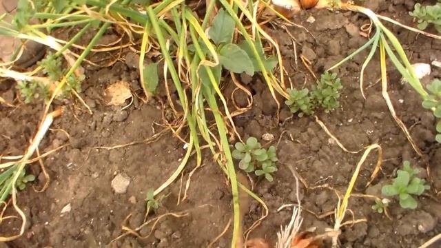 Вот такая выросла кущёвка на огороде.