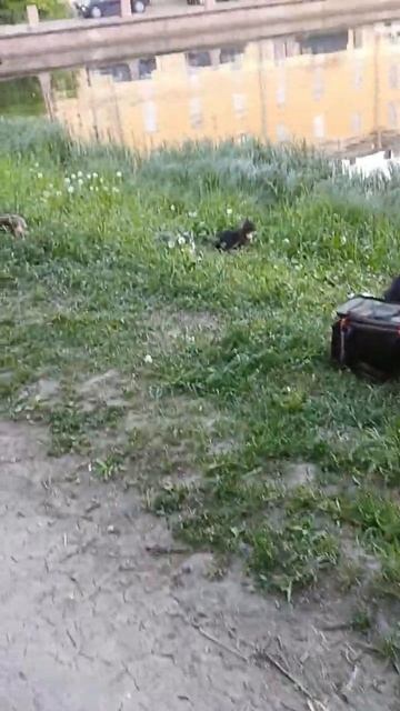 Как пять котов ждут рыбов! #рыбовпоказывают #пушкин #питер #коты #котики смотреть онлайн