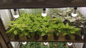 БОЛЬШОЙ ОБЗОР РАССАДЫ