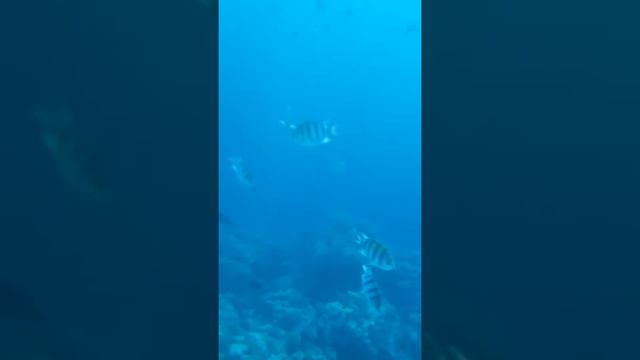 Красота красного моря. смотреть онлайн