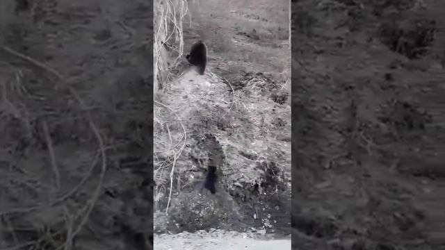 Материнская забота в мире животных смотреть онлайн