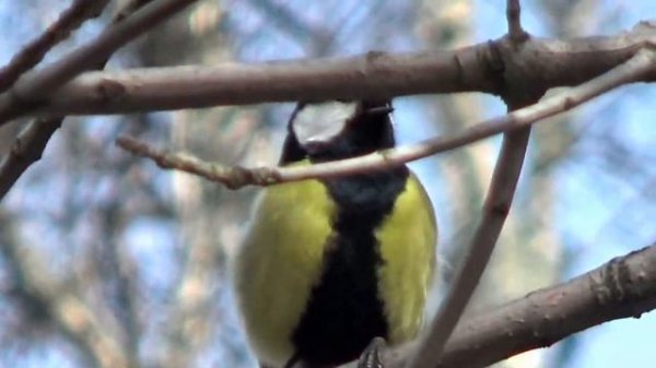 Синица поет свою весеннюю песню