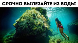 Вы не сможете уйти от этого хищника — и даже не заметите его приближения