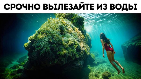 Вы не сможете уйти от этого хищника — и даже не заметите его приближения
