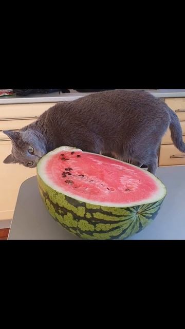 Котик, просто русский голубой котик смотреть онлайн