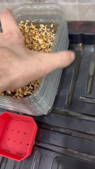 Семена с Алиэкспресс смотреть онлайн