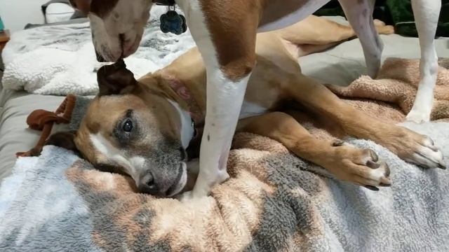 Renni cleaning Rahla's ear 3.27.18 смотреть онлайн