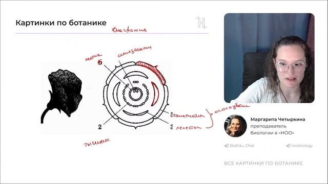 КАРТИНКИ ПО БОТАНИКЕ, КОТОРЫЕ ТЫ ВСТРЕТИШЬ НА ЕГЭ | НОО смотреть онлайн
