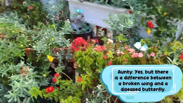 How to raise caterpillars and butterflies смотреть онлайн