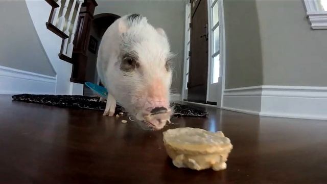 Mini Pig Celebrates His First Birthday with Peanut Butter and Banana Cake смотреть онлайн